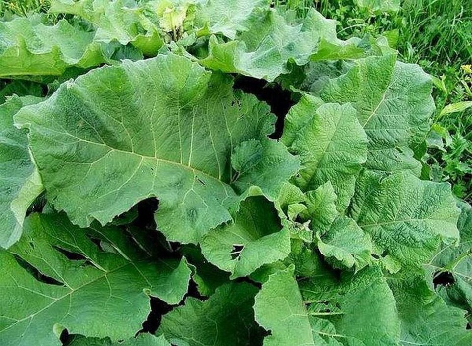 Burdock leaves - a folk remedy for treating varicose veins