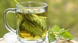 decoction of nettle for the treatment of varicose veins